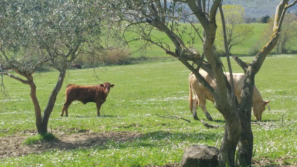 Pietra Maula Agriturismo 카스텔라이몬도 외부 사진