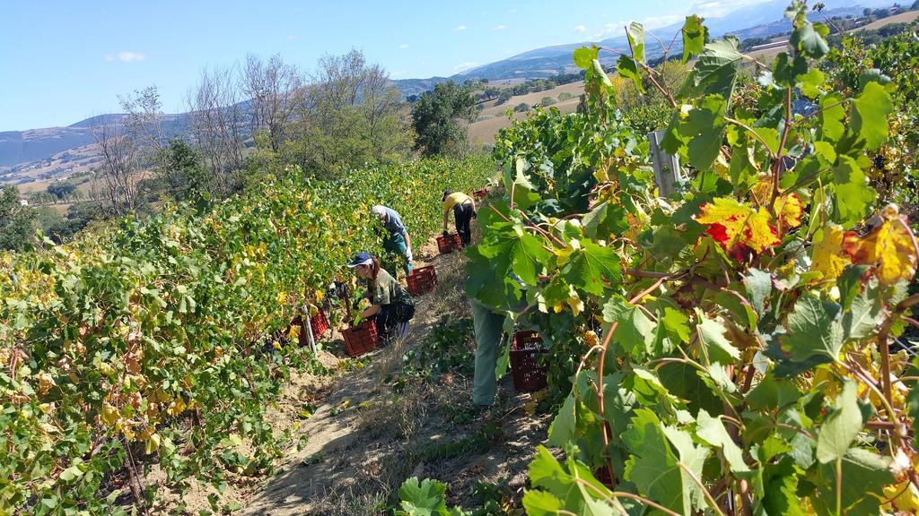 Pietra Maula Agriturismo 카스텔라이몬도 외부 사진