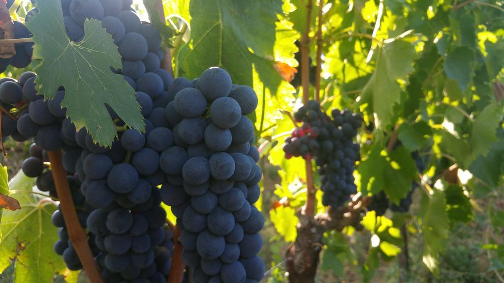 Pietra Maula Agriturismo 카스텔라이몬도 외부 사진