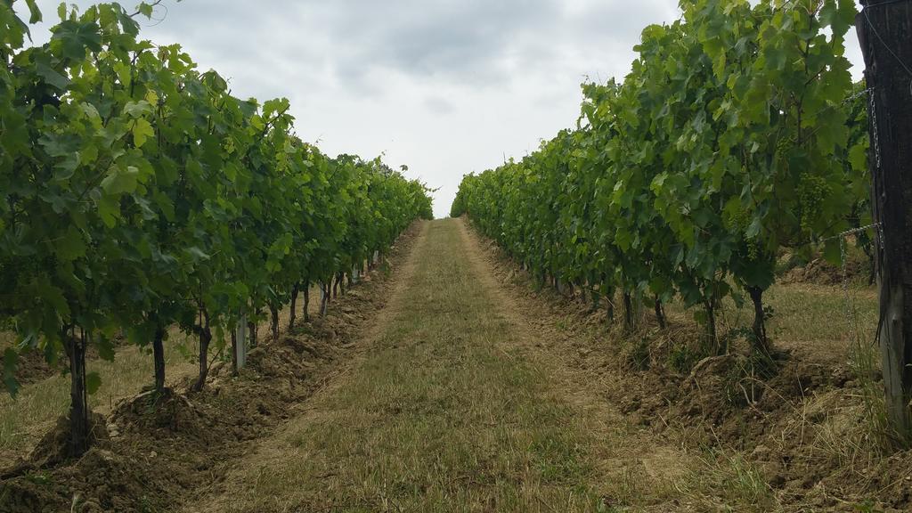 Pietra Maula Agriturismo 카스텔라이몬도 외부 사진