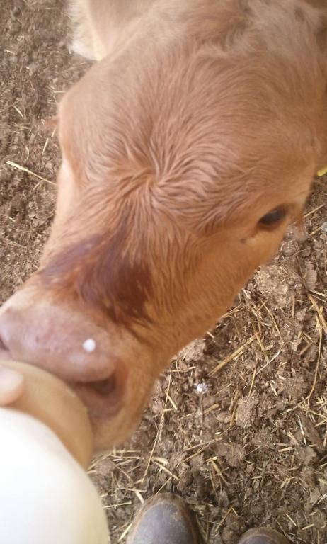 Pietra Maula Agriturismo 카스텔라이몬도 객실 사진